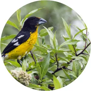 Black-backed grosbeak