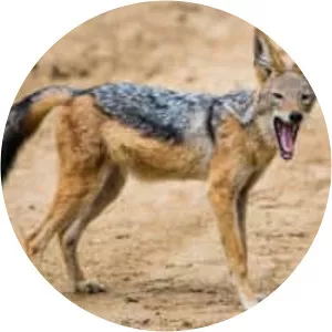 Black-backed jackal