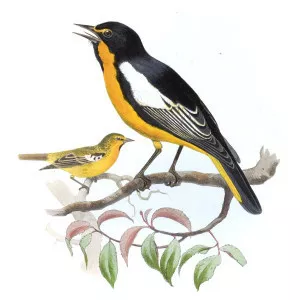 Black-backed oriole