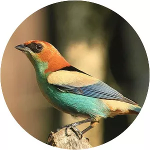 Black-backed tanager