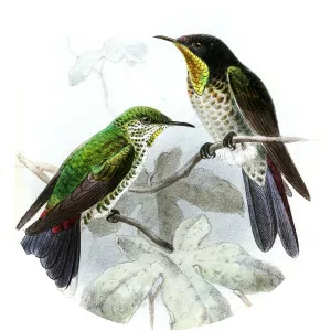 Black-backed thornbill