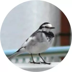 Black-backed wagtail - Birds