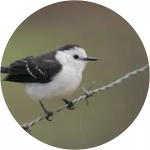 Black-backed water tyrant - Bird