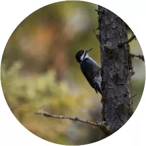 Black-backed woodpecker