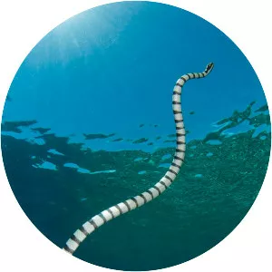 Black-banded sea krait