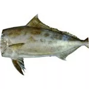 Black-banded trevally