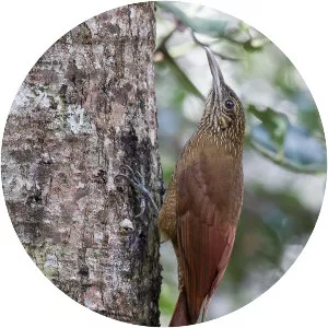 Black-banded woodcreeper