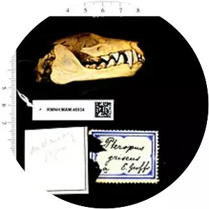 Black-bearded flying fox