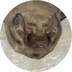 Black-bearded tomb bat - Animal