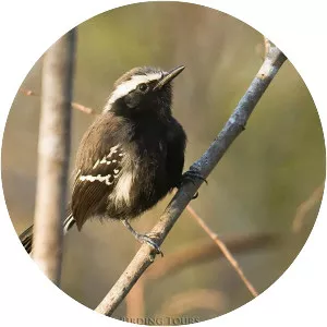 Black-bellied antwren - Bird