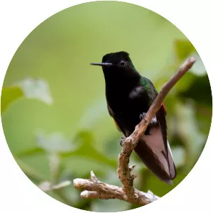 Black-bellied hummingbird