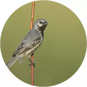 Black-bellied seedeater