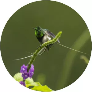 Black-bellied thorntail