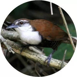 Black-bellied Wren