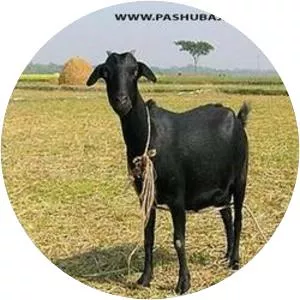 Black Bengal goat
