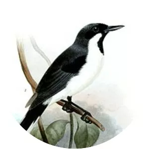 Black-bibbed monarch - Bird