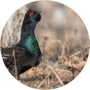 Black-billed capercaillie - Birds