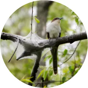 Black-billed cuckoo