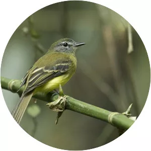 Black-billed flycatcher - Bird
