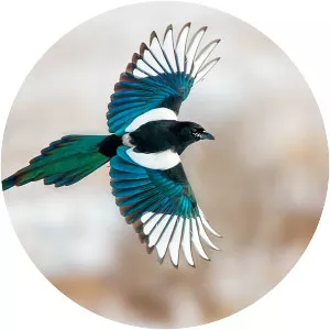 Black-billed magpie