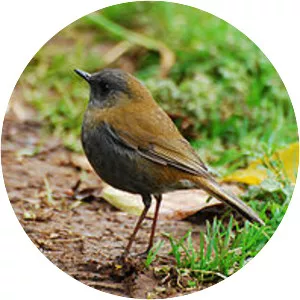 Black-billed nightingale-thrush