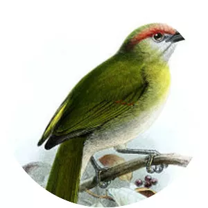 Black-billed peppershrike - Bird
