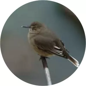 Black-billed shrike-tyrant