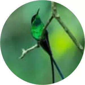 Black-billed streamertail