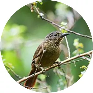 Black-billed treehunter