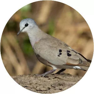 Black-billed wood dove