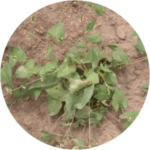 Black Bindweed - Plants