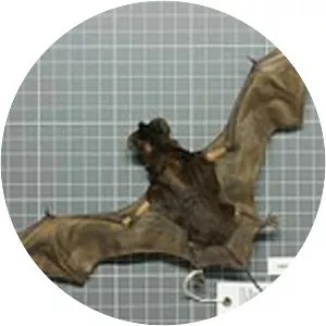 Black bonneted bat