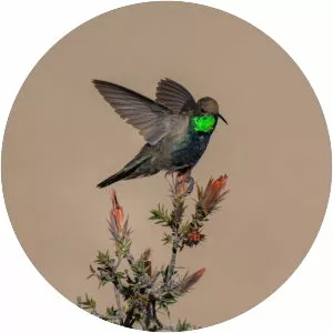 Black-breasted hillstar - Bird