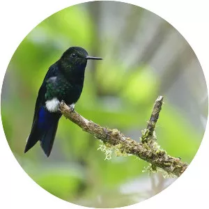 Black-breasted puffleg