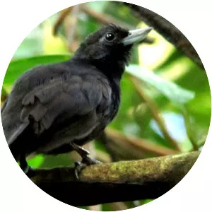 Black bushbird