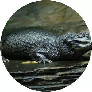 Black caiman