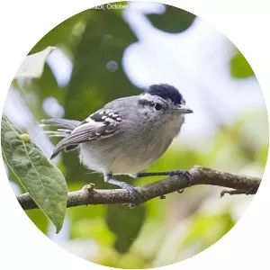 Black-capped antwren - Bird