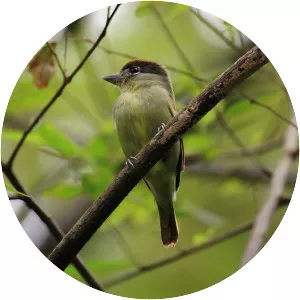 Black-capped becard - Bird