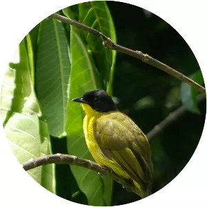 Black-capped bulbul - 