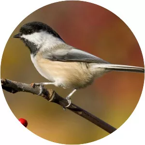 Black-capped chickadee