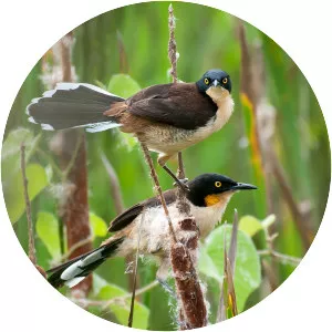 Black-capped donacobius - 