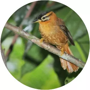 Black-capped foliage-gleaner