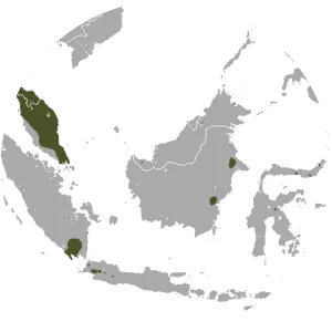 Black-capped fruit bat - Animal