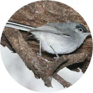 Black-capped gnatcatcher