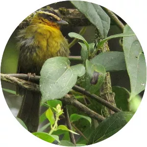 Black-capped hemispingus - Bird