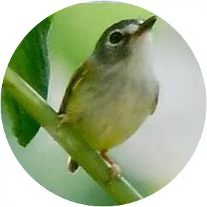 Black-capped pygmy tyrant - Bird