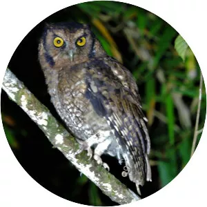 Black-capped screech owl - Bird