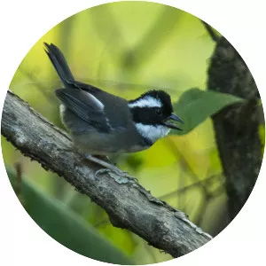 Black-capped sparrow