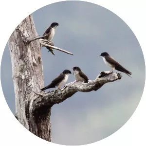 Black-capped swallow