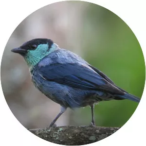 Black-capped tanager
